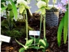 2017-05-13_14851-paphiopedilum-mandiae-femma