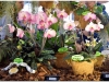 2017-05-13_14855-paphiopedilum-ho-chi-ming