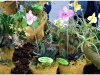 2017-05-13_14857-paphiopedilum-magic-lantern