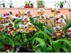 2017-05-13_15108-raibuoles-kioskelyje