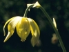darlingtonia-californica-f-viridiflora