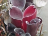 heliamphora-pulchella-incompletely-diagnosed-taxon-from-amur-ad-tepui