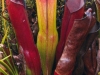 heliamphora-purpurascens