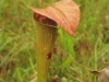 saraceniaceae-sarracenia-alata-var-cuprea