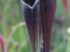 saraceniaceae-sarracenia-alata-var-nigropurpurea