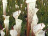 saraceniaceae-sarracenia-leucophylla-var-alba