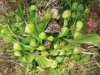 saraceniaceae-sarracenia-psittacina-var-okefenokeensis-f-luteoviridis