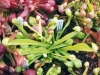 saraceniaceae-sarracenia-psittacina-var-psittacina-f-viridescens