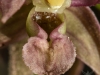 Epipactis ×schmalhausenii (hibrido) lūpos gūbrelių forma