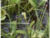 silenu-orchideju-pelke-2017-072