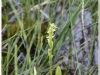 silenu-orchideju-pelke-2017-081