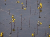 utricularia-australis-019