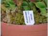 2017-05-13_14729-heliamphora-heterodoxa-x-minor