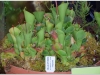 2017-05-13_14731-heliamphora-heterodoxa-x-minor