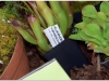 2017-05-13_14732-heliamphora-purpurescens