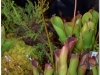 2017-05-13_14733-heliamphora-purpurescens
