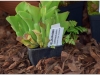 2017-05-13_14734-heliamphora-exappendiculata