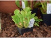 2017-05-13_14735-heliamphora-exapendiculata