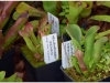 2017-05-13_14736-heliamphora-uncinata-chimantensis