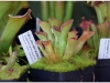 2017-05-13_14741-heliamphora-exapendiculata