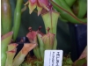 2017-05-13_14742-heliamphora-elongata-hybr