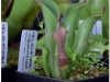 2017-05-13_14743-heliamphora-chimantensis
