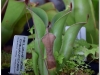 2017-05-13_14744-heliamphora-chimantensis