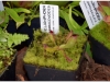 2017-05-13_14745-heliamphora-sarracenioides
