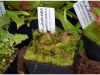 2017-05-13_14746-heliamphora-sarracenioides