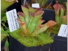 2017-05-13_14747-heliamphora-exapendiculata