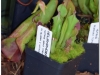 2017-05-13_14748-heliamphora-nutans