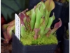 2017-05-13_14749-heliamphora-nutans
