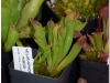2017-05-13_14750-heliamphora-huberi