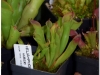 2017-05-13_14751-heliamphora-huberi