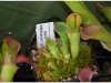 2017-05-13_14752-heliamphora-minor
