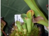 2017-05-13_14753-heliamphora-minor