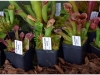 2017-05-13_14754-heliamphora-huberi