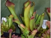 2017-05-13_14756-heliamphora-huberi-h-spec-nov-angasi