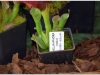 2017-05-13_14757-heliamphora-parva