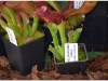 2017-05-13_14758-heliamphora-parva