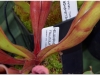 2017-05-13_14759-heliamphora-follicula