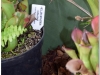 2017-05-13_14761-heliamphora-collina