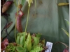 2017-05-13_14762-heliamphora-collina