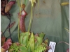2017-05-13_14763-heliamphora-collina