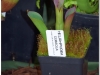 2017-05-13_14764-heliamphora-ceracea