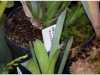 2017-05-13_14767-brocchinia-hectioides