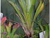 2017-05-13_14769-brocchinia-hectioides