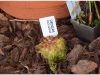 2017-05-13_14770-drosera-ascendens