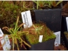 2017-05-13_14772-drosera-graomagolensis