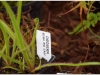 2017-05-13_14774-drosera-regia